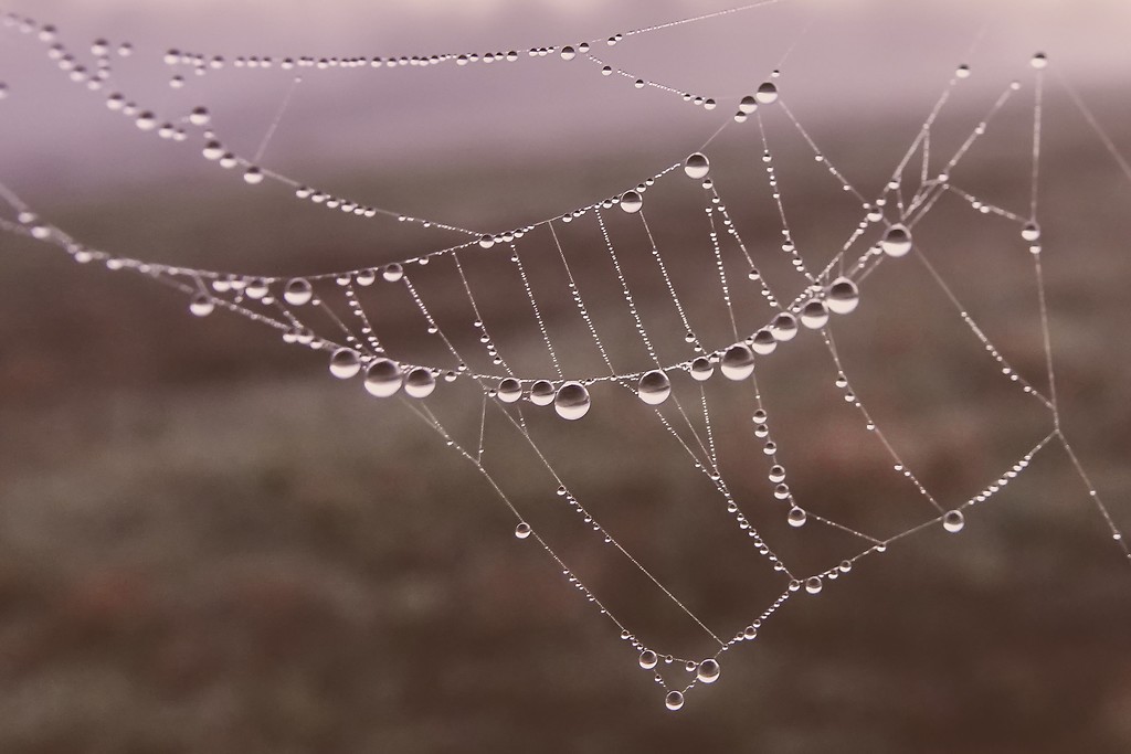 Early Morning Spiderweb by milaniet