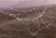6th Apr 2019 - Early Morning Spiderweb