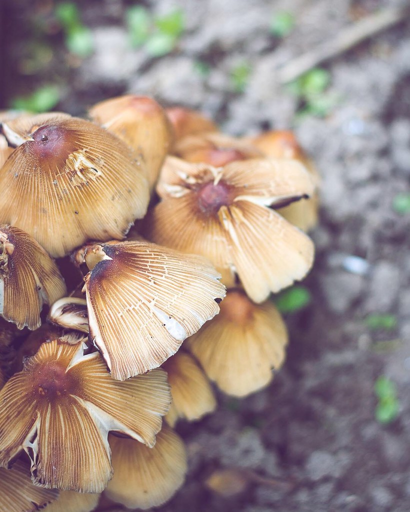 The Fungi in the Garden  by browngirl