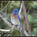 The Bluebird of Happiness...  by soylentgreenpics