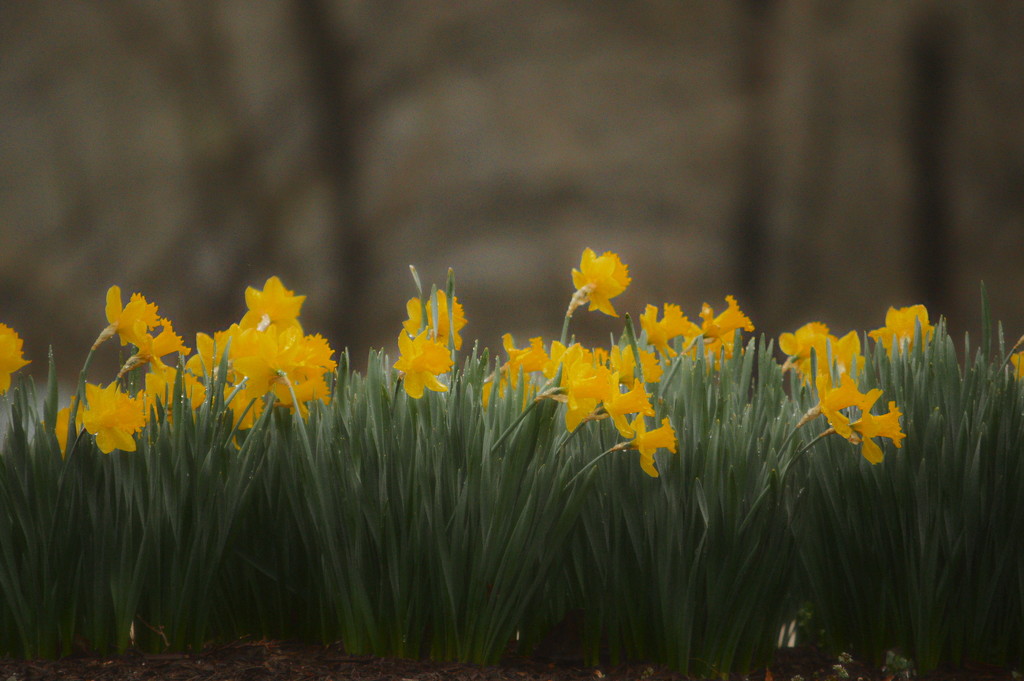 daffodils by francoise