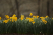 1st Apr 2019 - daffodils