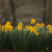 daffodils by francoise