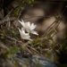 bloodroot by francoise