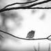Cute little bird by yaorenliu