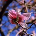 Day 96:  Blossom By Blossom, The Spring Begins by sheilalorson