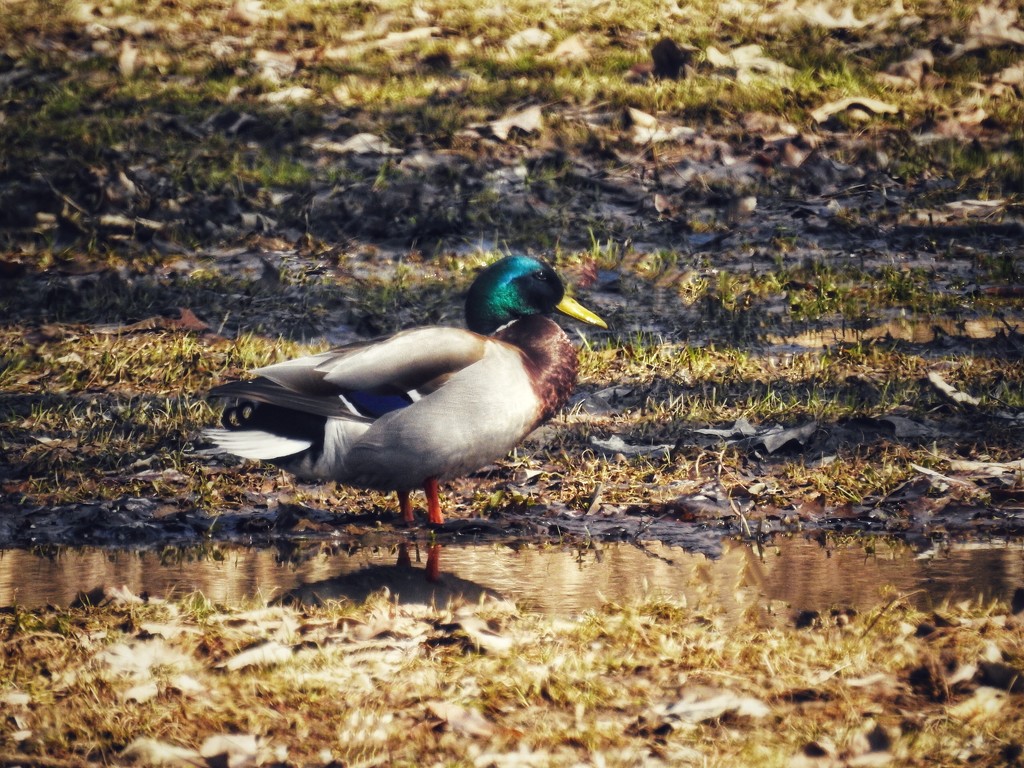 Duck & puddle by amyk