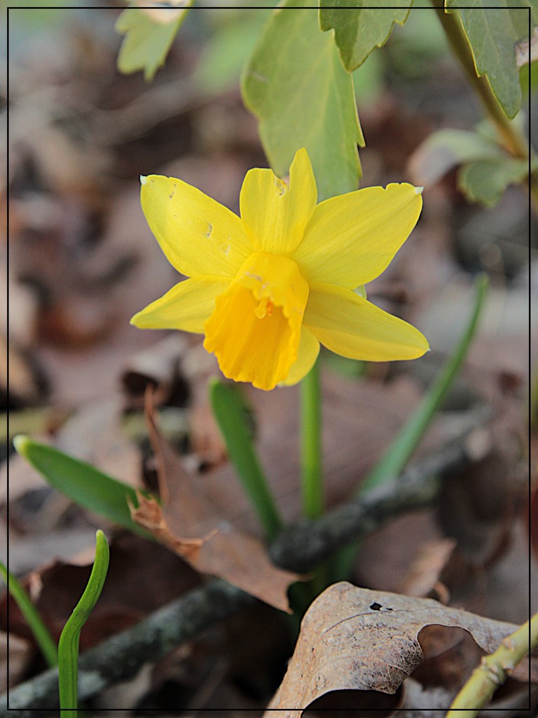 First Daffodil 2019 by olivetreeann