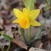 First Daffodil 2019 by olivetreeann