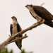 Today Was Osprey Day! by rickster549