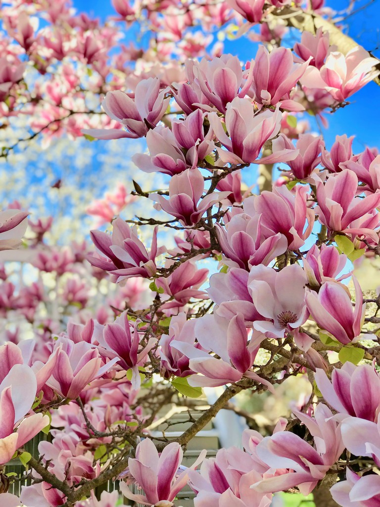 It Just Blooms by gardenfolk