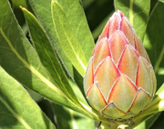 7th Apr 2019 - Protea bud