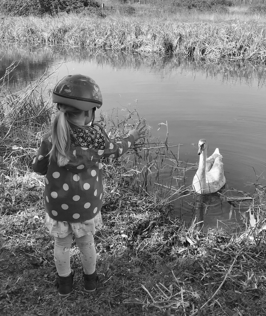 Feeding the swan.... by anne2013