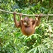 Orangutan by kjarn