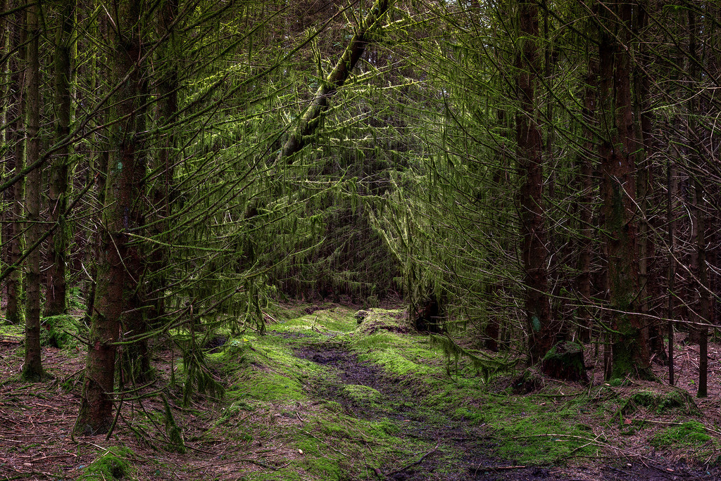 Woodland Path by ellida