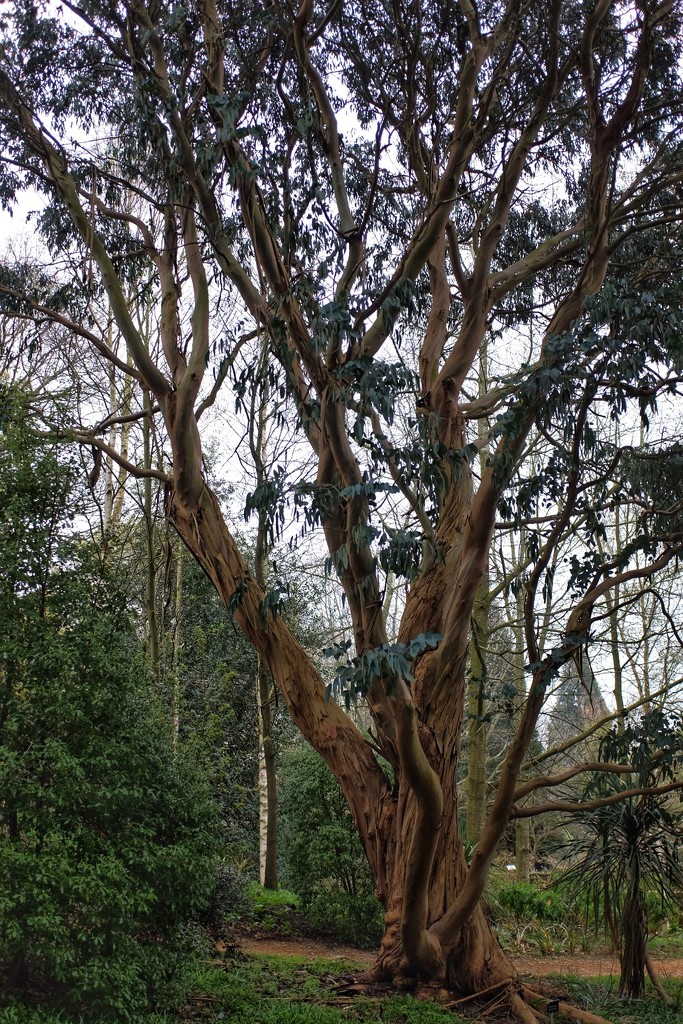 Eucalyptus Tree by mattjcuk