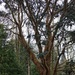 Eucalyptus Tree by mattjcuk