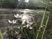 7th Apr 2019 - Roses by the River 