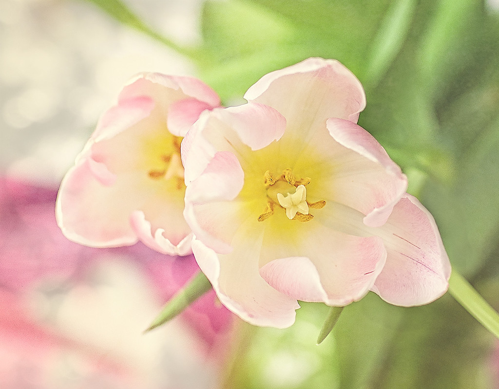 Double Tulip by gardencat