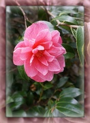 7th Apr 2019 - Camellia bloom 