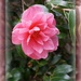 Camellia bloom  by sarah19