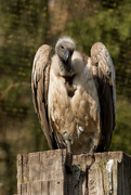 7th Apr 2019 - White-backed vulture