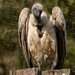White-backed vulture by leonbuys83