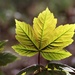 Maple Leaf. by carole_sandford