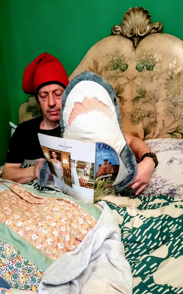 Sharky reads in bed by boxplayer