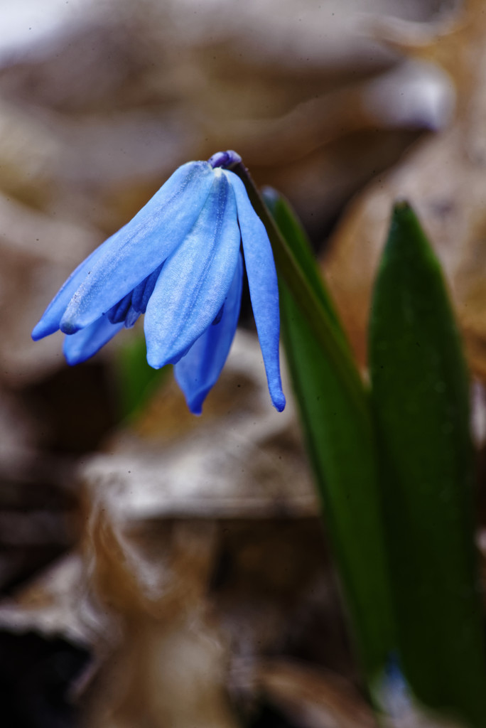 siberian squill by rminer