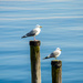 Seagull by elisasaeter
