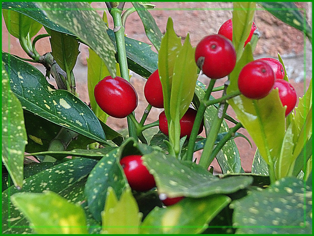 Acuba Berries by beryl