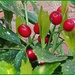 Acuba Berries by beryl
