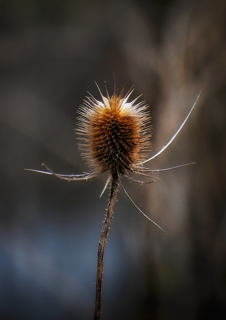 Thistle in the Sun by yentlski