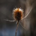 Thistle in the Sun by yentlski