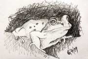 6th Apr 2019 - Frog