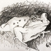 Frog by harveyzone