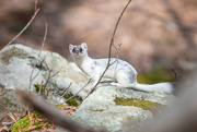 7th Apr 2019 - Long Tailed Weasel