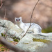 Long Tailed Weasel by dianen