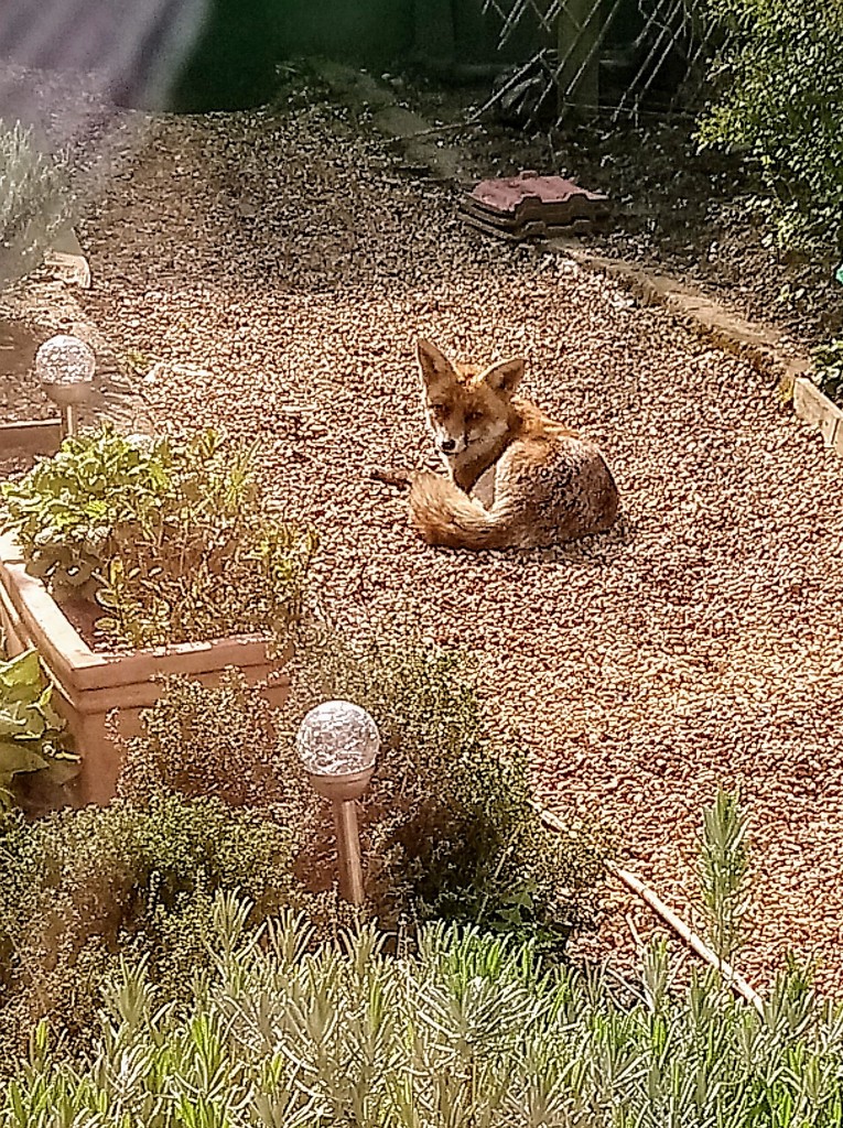 Foxy sunbathing by boxplayer
