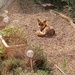 Foxy sunbathing by boxplayer