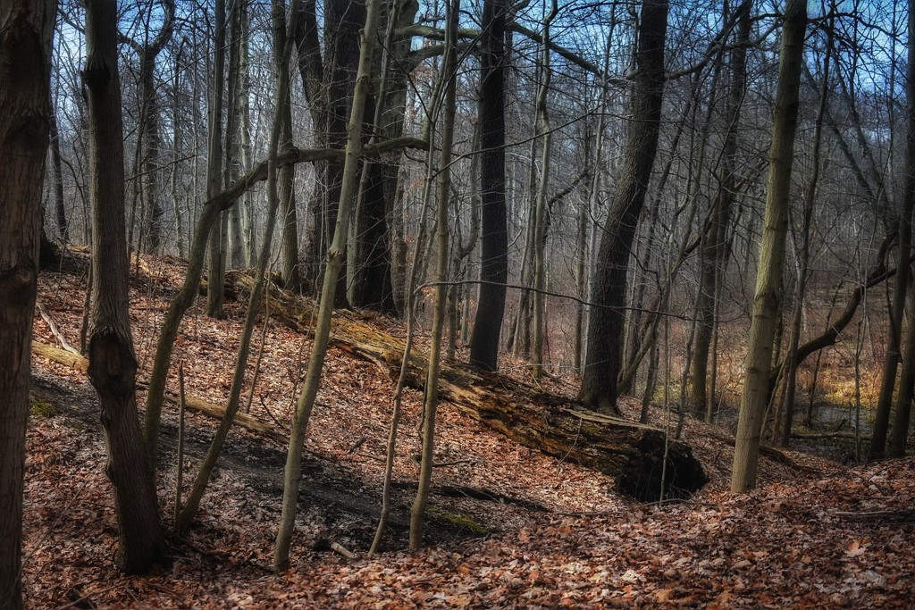 Through the Woods by yentlski
