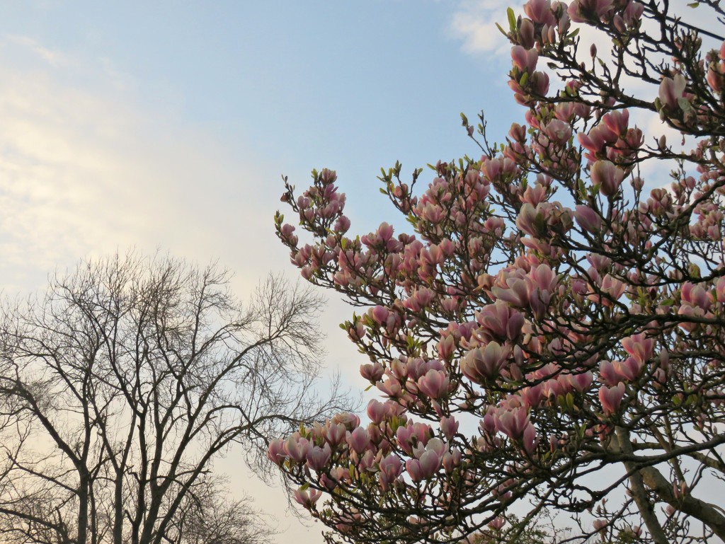 Magnificent Magnolia  by countrylassie