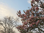 7th Apr 2019 - Magnificent Magnolia 