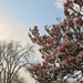 Magnificent Magnolia  by countrylassie