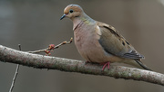 7th Apr 2019 - mourning dove