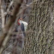 7th Apr 2019 - red-bellied woodpecker