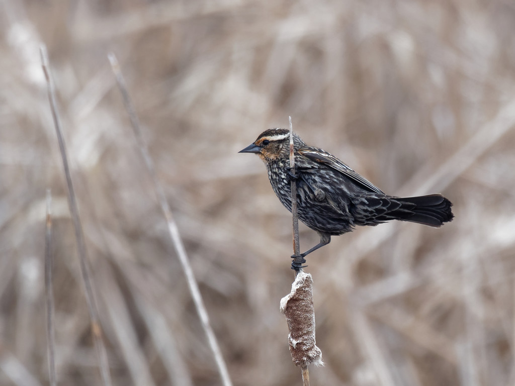female red-winged blackbird on a cattail by rminer