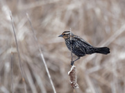 5th Apr 2019 - female red-winged blackbird on a cattail