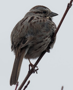 5th Apr 2019 - song sparrow